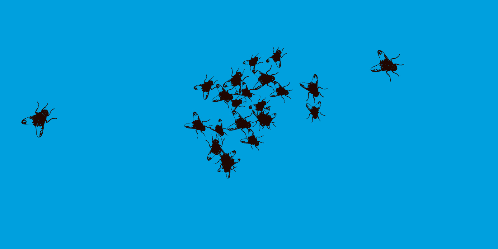Kampanjbild till Flugorna. Svarta flugor mot en blå färgplatta.