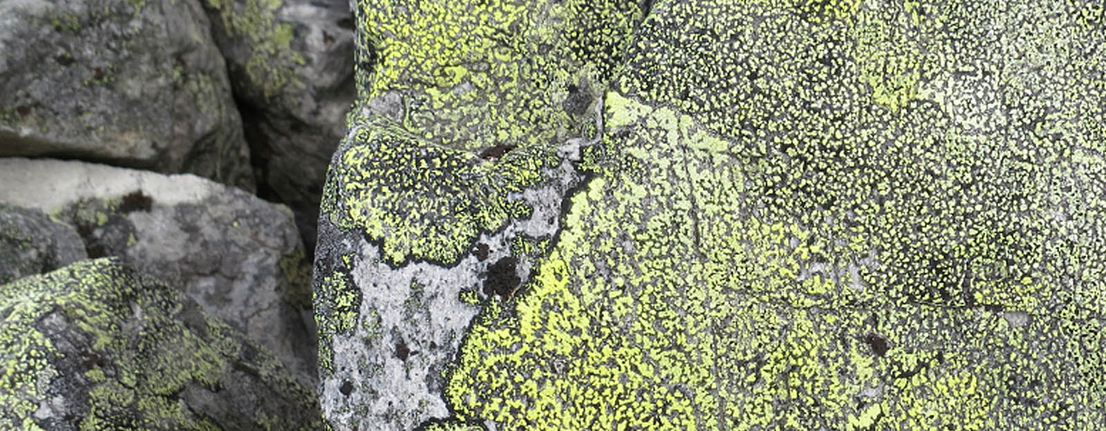 Bild på mossbevuxen sten